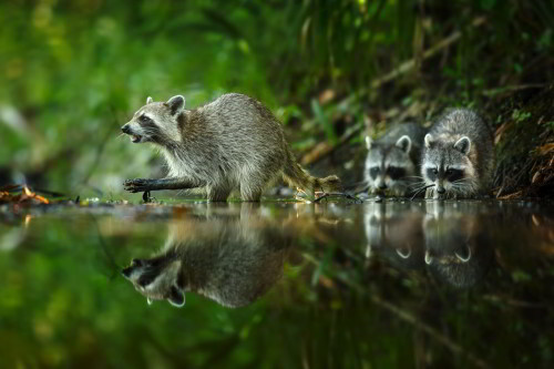 czech-nature-photo-petr-bambousek-myval-casopis-foto-w1200