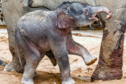 V pražské ZOO se narodilo slůně